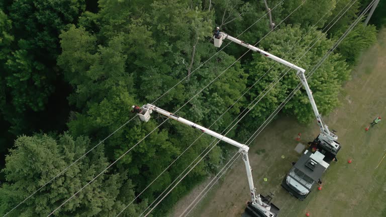 How Our Tree Care Process Works  in Cudjoe Key, FL